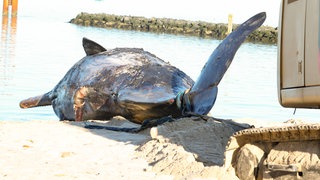 Bei der Verwesung eines toten Pottwals entstehen Gase. Dadurch kann sich der Kadaver des Tieres aufblähen und im Extremfall sogar platzen. Die Schutzstation Wattenmeer und andere Experten warnen vor Explosionen durch Gase im Kadaver.