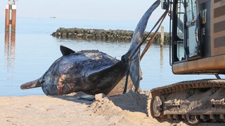 Bei der Verwesung eines toten Pottwals entstehen Gase. Dadurch kann sich der Kadaver des Tieres aufblähen und im Extremfall sogar platzen.