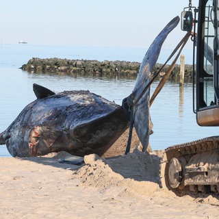 Bei der Verwesung eines toten Pottwals entstehen Gase. Dadurch kann sich der Kadaver des Tieres aufblähen und im Extremfall sogar platzen.