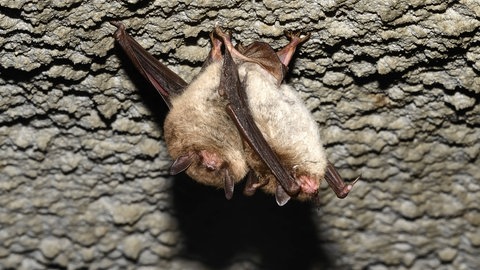 Wasserfledermaus im Torpor