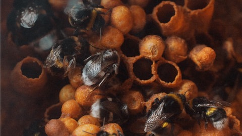 Auch Hummeln brauchen ihre Artgenossen, um besondere Fähigkeiten zu erlernen.