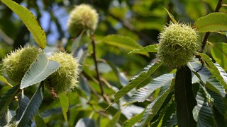 Die Früchte einer Esskastanie hängen am Baum.