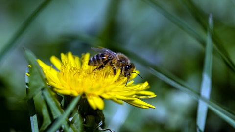 Eine Biene sitzt auf eine Blume. Ihre Persönlichkeit beeinflusst ihr Stechen bzw. Stechverhalten stärker als äußere Einflüsse.
