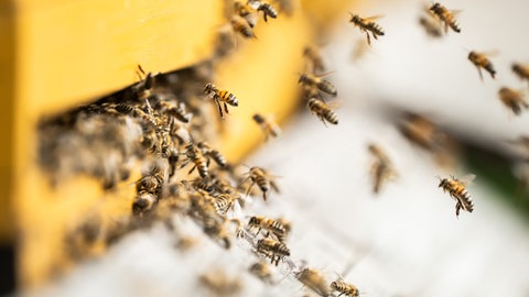 Ein Bienenschwarm fliegt in seinen Bienenstock. Auch im Schwarm stechen Bienen mit unterschiedlichem Stechverhalten.