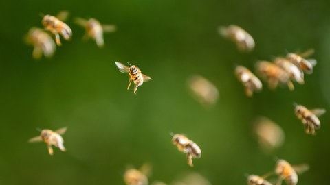 Ein Schwarm Bienen fliegt durch die Luft. Die Erklärung, für das unterschiedliche Stechverhalten könnte auch beim autonomen Fahren von Nutzen sein.