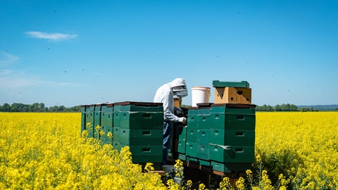 Ein Schwarm Bienen mit einem Imker. Auch im Schwarm zeigen Bienen ein unterschiedliches Stechverhalten.