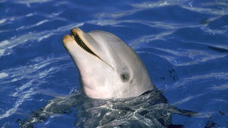 Delfin mit leicht geöffnetem Mund, tags: Delfine, lächeln, auch