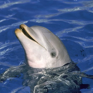 Delfin mit leicht geöffnetem Mund, tags: Delfine, lächeln, auch