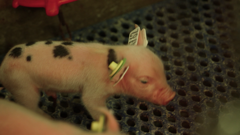 Das Bild zeigt Brat Pig als Ferkel.