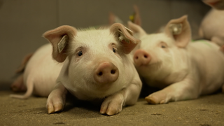 Das Bild zeigt zwei Ferkel.