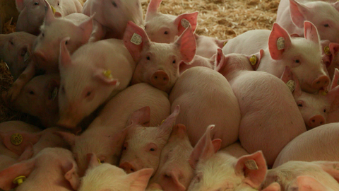 Das Bild zeigt viele Ferkel in einem Stall.