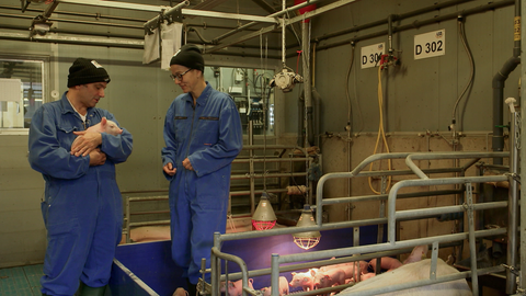 Das Bild zeigt Patrick Hünerfeld (links) und Prof. Nicole Kemper (rechts) mit kleinen Ferkeln.