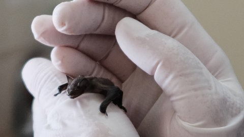 Eine Baby Fledermaus.