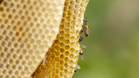 Das Bild zeigt Bienen und eine Honigwabe.