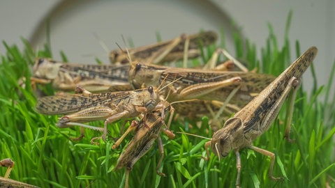Der Zustandwechsel von Heuschrecken erfolgt, indem die Tiere einander berühren. Schwärme bilden sich oft schon direkt nach dem Schlüpfen der jungen Heuschrecken. Im Schwarm passen die Tiere ihren Geruchssinn an.