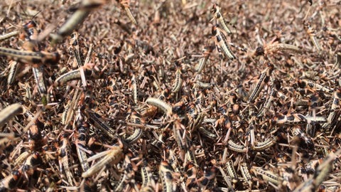 Der Geruch eines Heuschreckenschwarms kann den Duft von Nahrung leicht überdecken. Deshalb können Heuschrecken in Schwärmen den Geruch von einer möglichen Nahrungsquelle wahrscheinlich stärker wahrnehmen als einzelne Heuschrecken.