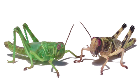 Heuschrecken können innerhalb von wenigen Stunden zwischen einem einzeln lebenden und einem in Gemeinschaft lebenden Zustand wechseln. Dieser Zustandswechsel hat Auswirkungen auf das Nervensystem und die Körperfarbe, die sich von grün zu gelb-schwarz ändert. Heuschrecken sind eigentlich Einzelgänger. Doch um auch in Schwärmen Nahrung finden zu können, passen Heuschrecken ihren Geruchssinn an. 