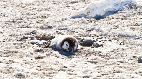 Ein verlassenes Kaiserpinguin-Küken, ist in das Eis eingebrochen.