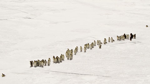 Eine Gruppe von Kaiserpinguinen marschiert hintereinander in Richtung der Brutplätze.