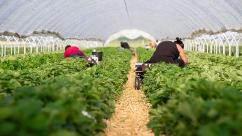 Gastarbeiter pflücken Erdbeeren