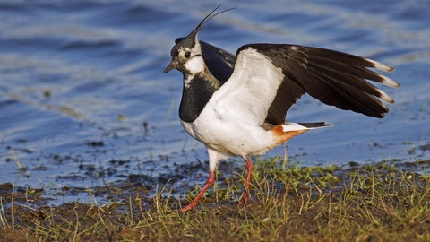 Kiebitz bei der Futtersuche am Seeufer.