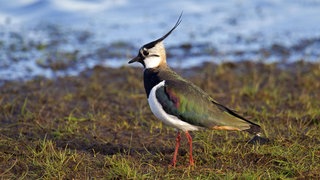 Kiebitz bei der Futtersuche am Seeufer.