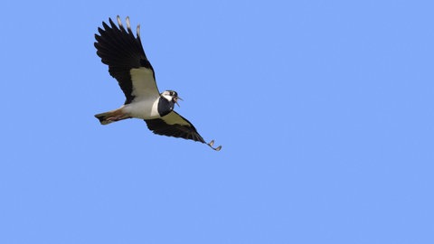 Kiebitz im Flug gegen blauen Himmel.