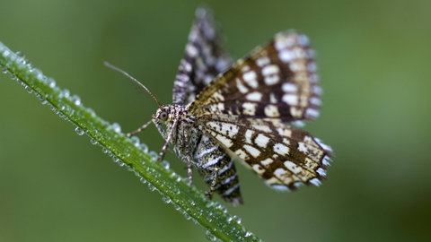  Klee-Gitterspanner (Chiasmia clathrata, Semiothisa clathrata), sitzt auf einem taubesetzten Grashalm, Deutschland, Sachsen 