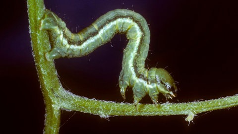 Raupe eines Klee-Gitterspanners kriecht an einem Stängel