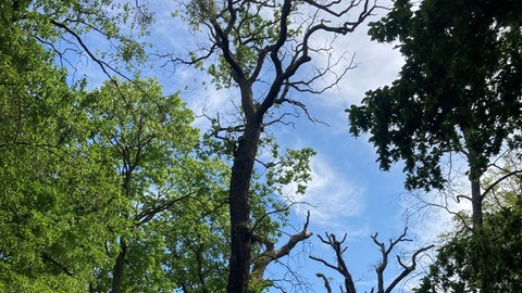 Eine nahezu abgestorbene heimische Eiche im Dessauer Georgengarten. Fremdländische Eichenarten leiden in der Regel weniger unter Hitze und Trockenheit zu recht, so lautet ein Ergebnis des ersten Schadenberichts über historische Parks in Deutschland. 