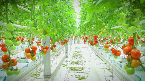 Bislang sind Hightech-Gewächshäuser oft Monokulturen. Das ist zwar meist effizient, aber für die Artenvielfalt ist damit nur wenig getan.