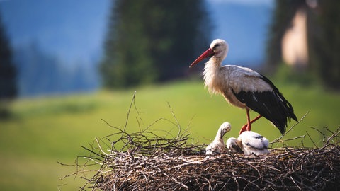 Storchennest
