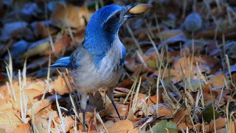 Der Westliche Buschhäher (Aphelocoma californica) zählt zur Familie der Rabenvögel und gilt als eher "schlau".