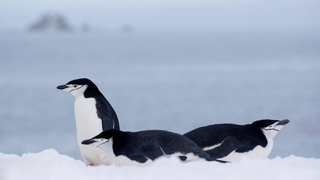 Zügelpinguine sind possierliche Tiere: mit flauschig weißem Bauch, schwarzem Rücken und einem schwarzen Streifen ums Kinn – daher der Name. Und sie schlafen nicht am Stück, sondern halten Sekundenschlaf.