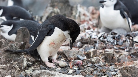 Zügelpinguine halten Sekundenschlaf: Sie schlafen in kurzen Etappen von nur wenigen Sekunden - das aber tausende Male am Tag. 