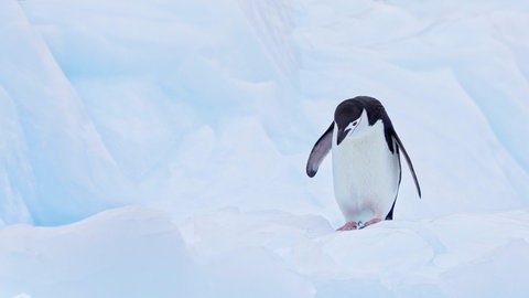 Bis zu elf Stunden täglich schlafen Zügelpinguine. Aber sie schlafen nie längere Zeit am Stück, sondern in tausenden kurzen Phasen von Sekundenschlaf.