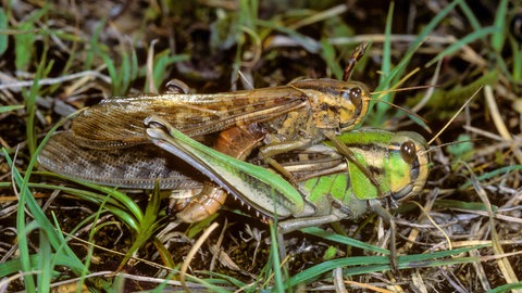 Paarung zweier Wanderheuschrecken. Doch ohne den schützenden Duftstoff zeigen die Heuschrecken mitunter auch kannibalistische Züge.