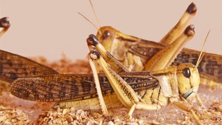 Bestimmte Duftstoffe verhindern, dass Heuschrecken von ihren Artgenossen verspeist werden.