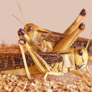 Bestimmte Duftstoffe verhindern, dass Heuschrecken von ihren Artgenossen verspeist werden.