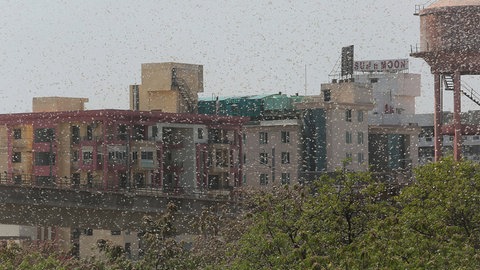 Wetteränderungen haben einen großen Einfluss auf die Schwarmbildung der Heuschrecken. Wanderheuschrecken in Jaipur (Indien)