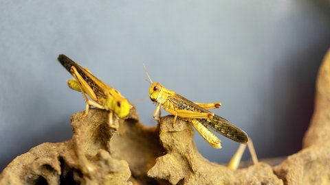 Bestimmte Duftstoffe verhindern, dass Heuschrecken von ihren Artgenossen verspeist werden.