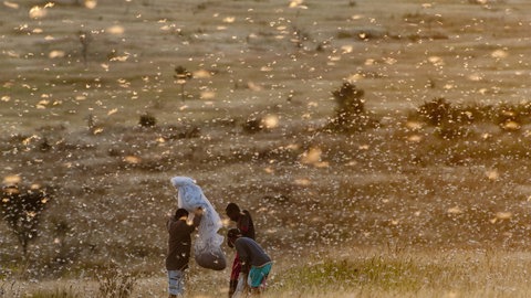 Heuschreckenschwärme können - wie hier in Madagaskar -  große Verwüstungen anrichten und ganze Ernten vernichten.