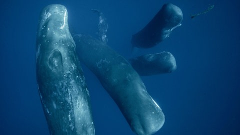 Gruppe von Pottwalen, tags: Sprache, Kommunikation, komplex