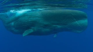 Pottwal im Meer, tags: Sprache, Kommunikation, komplex