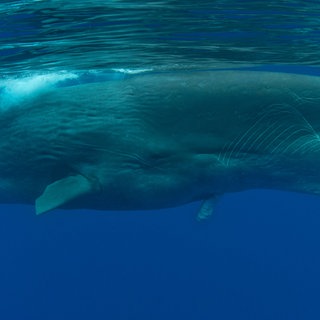 Pottwal im Meer, tags: Sprache, Kommunikation, komplex