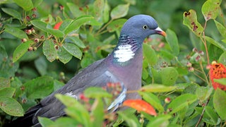 Studie zeigt, dass Tauben im REM-Schlaf träumen könnten.