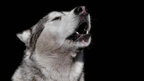 Portrait eines heulenden Huskys.
