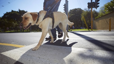 Labrador Blindenhund läuft mit Herrchen über Zebrastreifen.