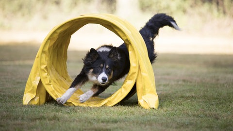 Border Collie rennt durch Agility Tunnel.