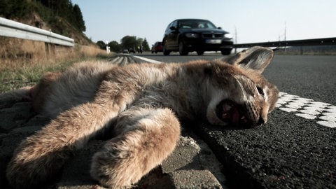 Tod auf der Straße: Wie lässt sich das Überleben von Luchsen sichern? Viele der Tiere werden überfahren, bevor sie geschlechtsreif sind. Wildunfälle sind in Deutschland ein unterschätztes Problem.